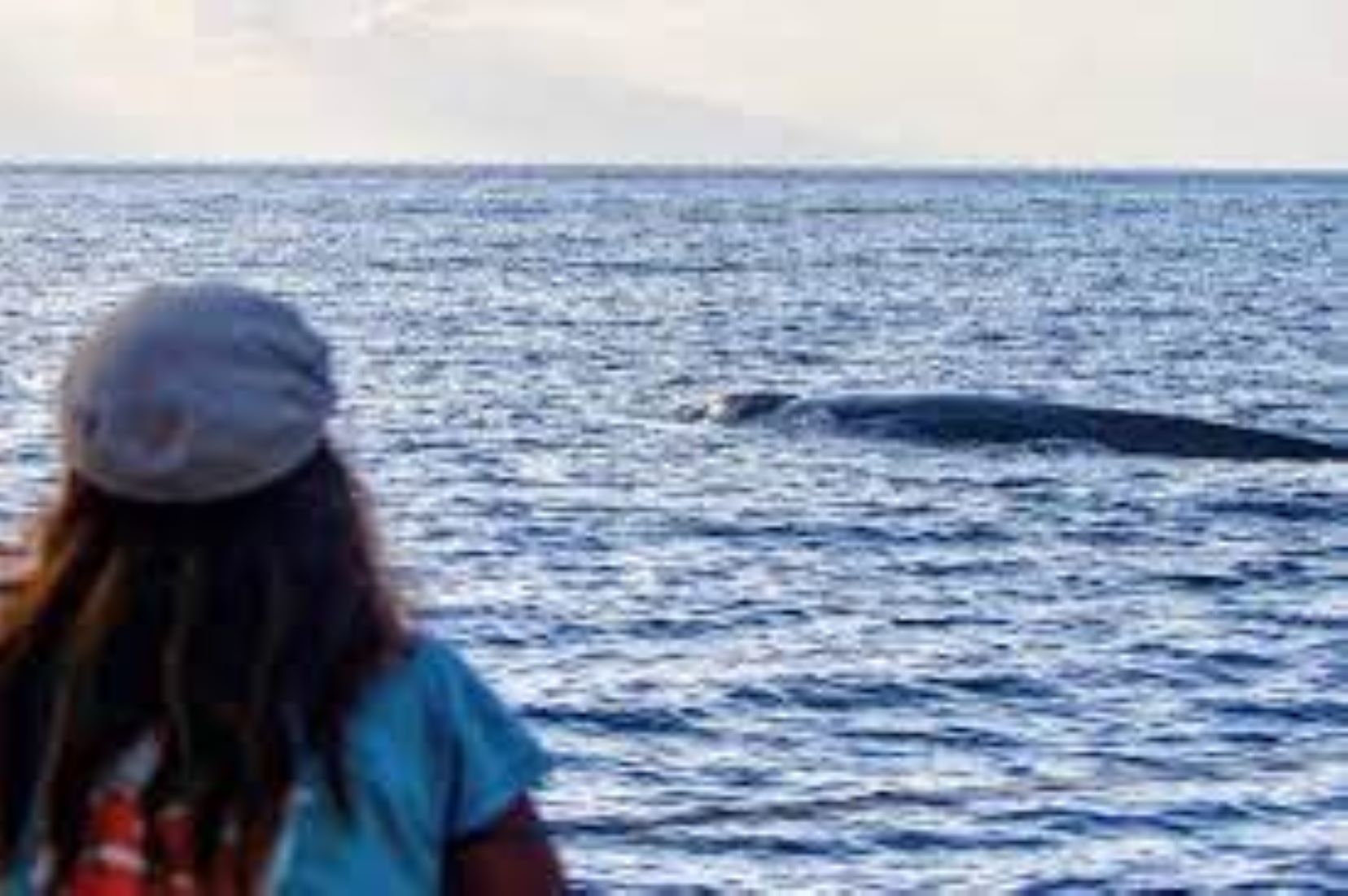 Climate Change Delaying Blue Whale Migration: Expert