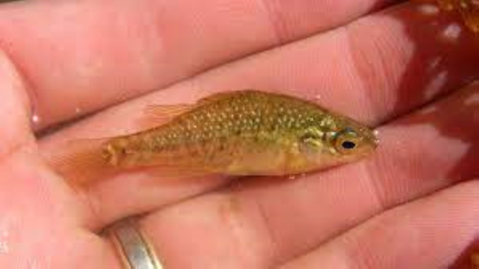 Native Fish Released Into South Australian River 15 Years After Extinction