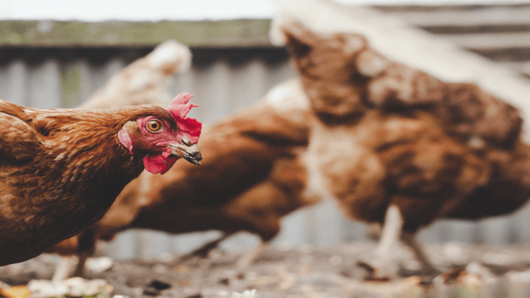 US: Nearly 1M chickens will be killed on a Minnesota farm because of bird flu