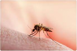 South Africa: NICD warns of malaria season