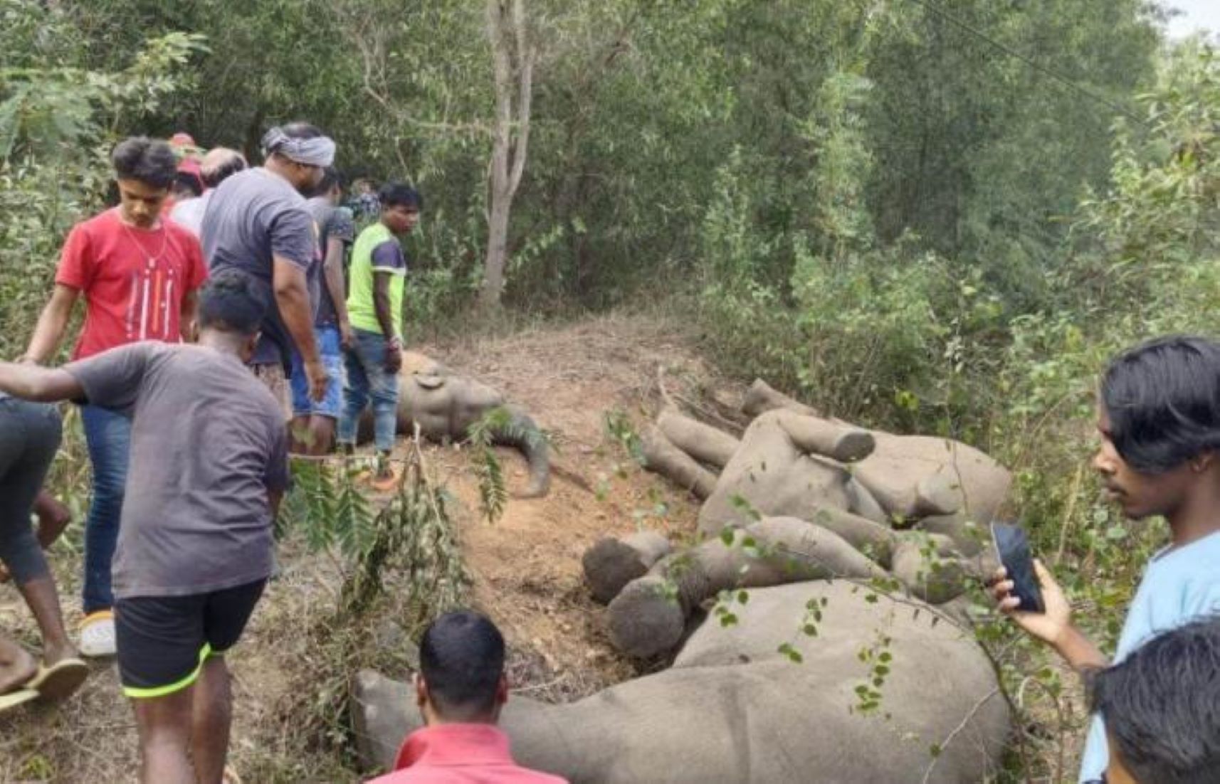 Five Elephants Electrocuted In India’s Jharkhand