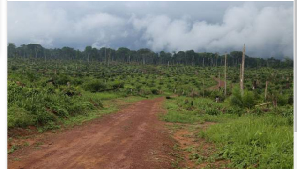 DR Congo signs carbon credit deal covering Congo basin