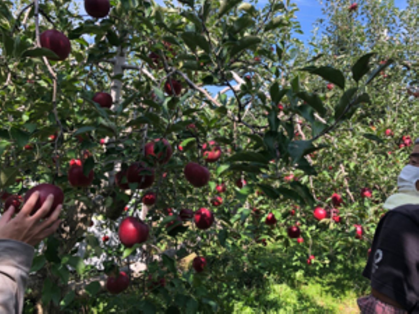 12 Suffer Food Poisoning After Eating Apples At East Japan Orchard