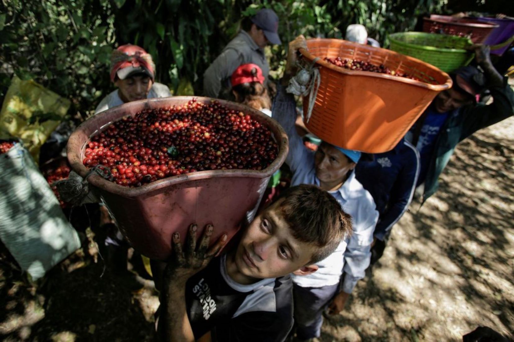 Brazil’s Coffee Exports To China Up 221 Percent In First 11 Months