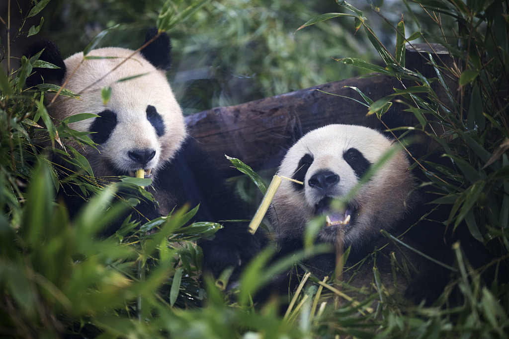 Germany-born panda twins bid farewell to Zoo Berlin