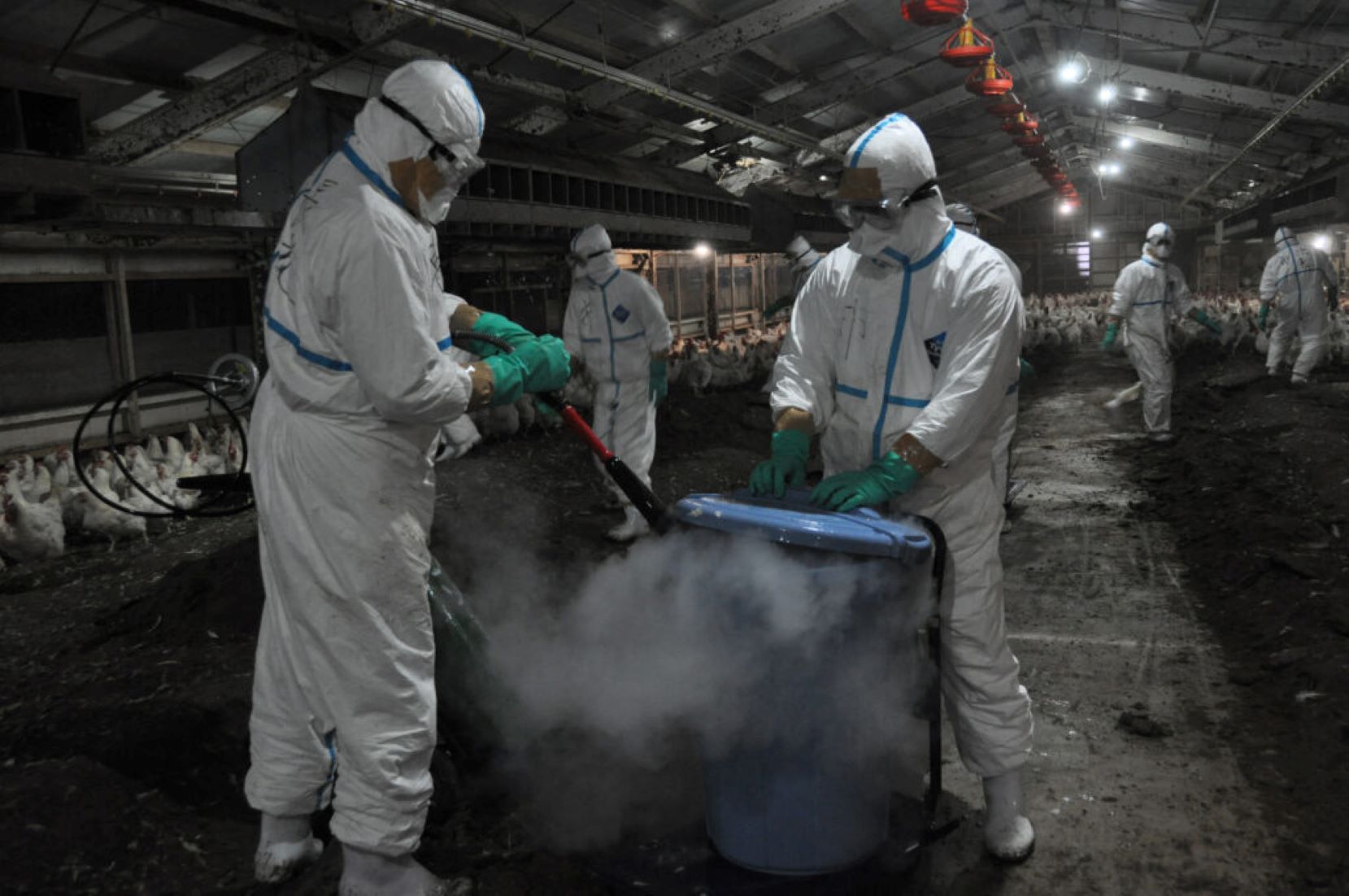 Japan Confirms Season’s Fourth Bird Flu Outbreak