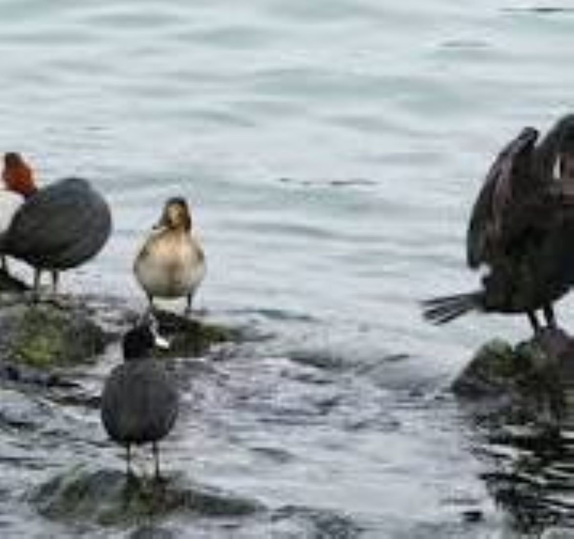 Five World Rare Species Of Wintering Birds Spotted In Myanmar’s 2nd Largest Lake