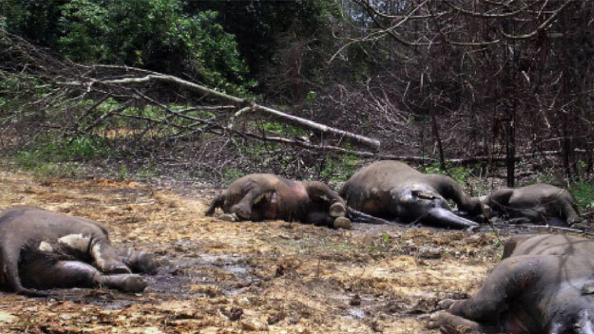 100 Elephants Die In Zimbabwe’s Largest Game Reserve From El Nino-Induced Drought: Animal Welfare Charity