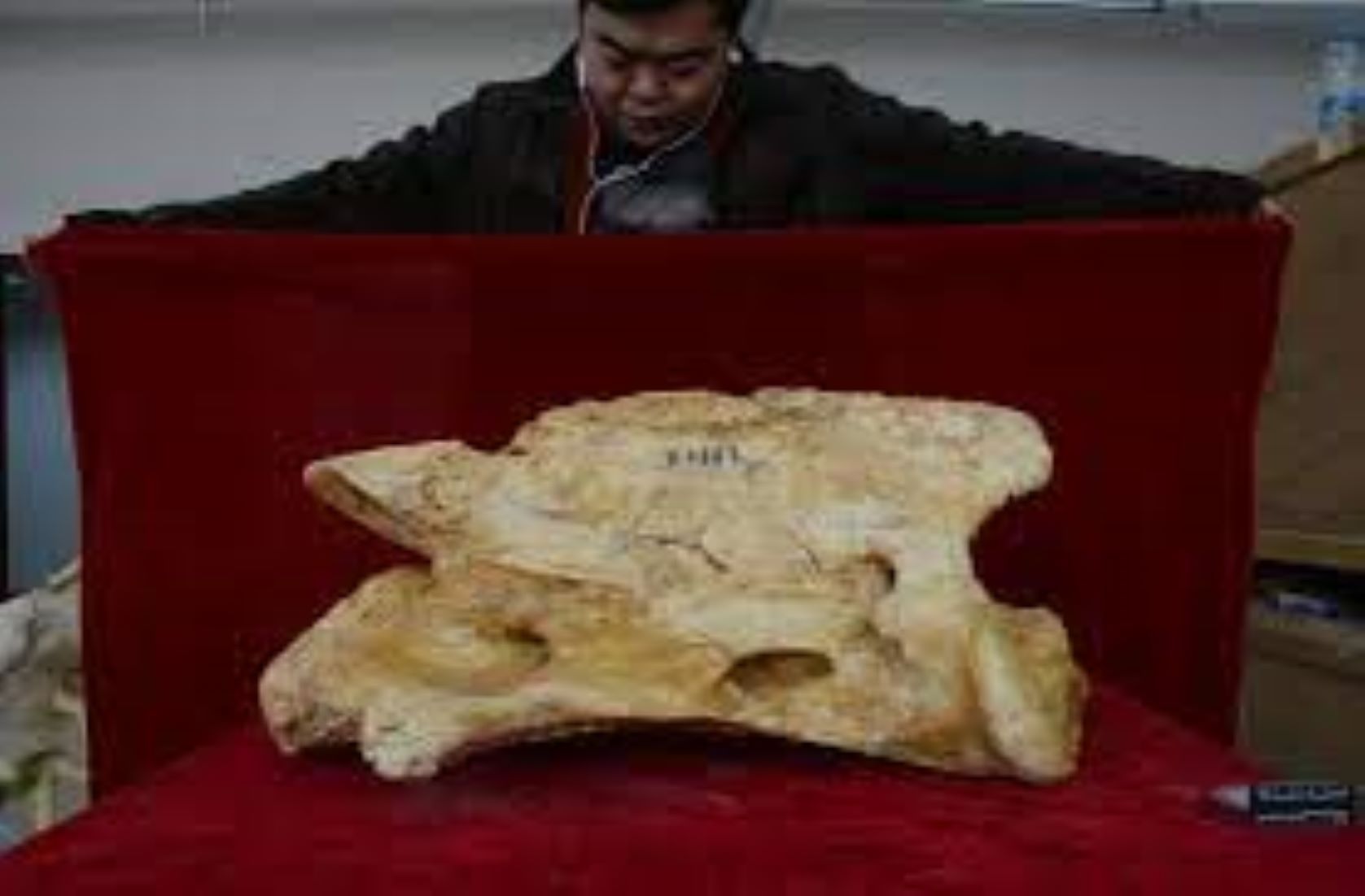 Scientists Discover 14 Million-Year-Old Rhinoceros Fossil In East Asia