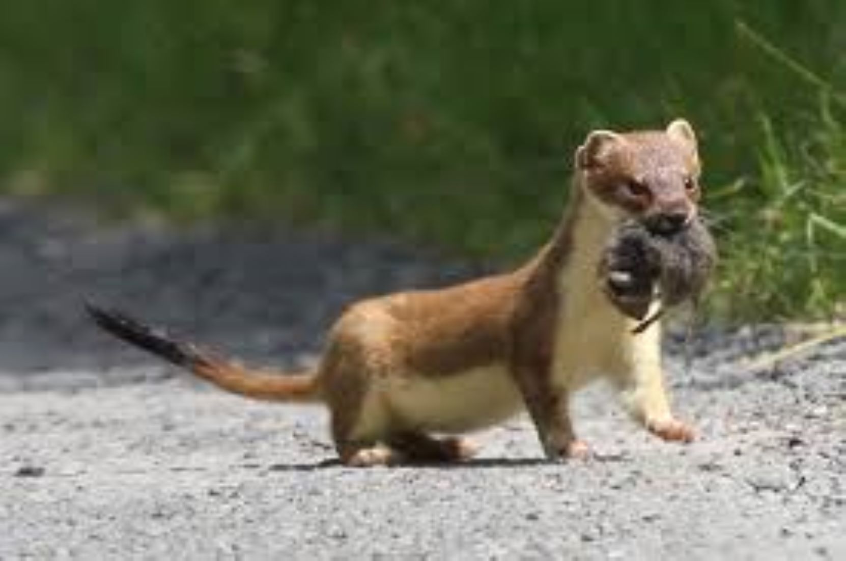 New Zealand’s Sustained Predator Control Pays Off For Threatened Kiwi Birds