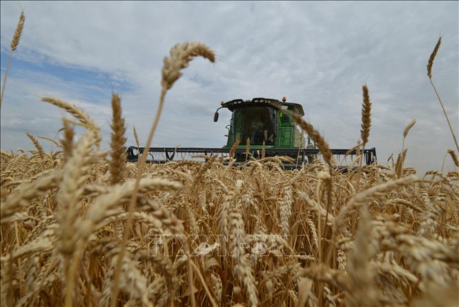 Russia, United Nations discuss providing free grain to poor countries