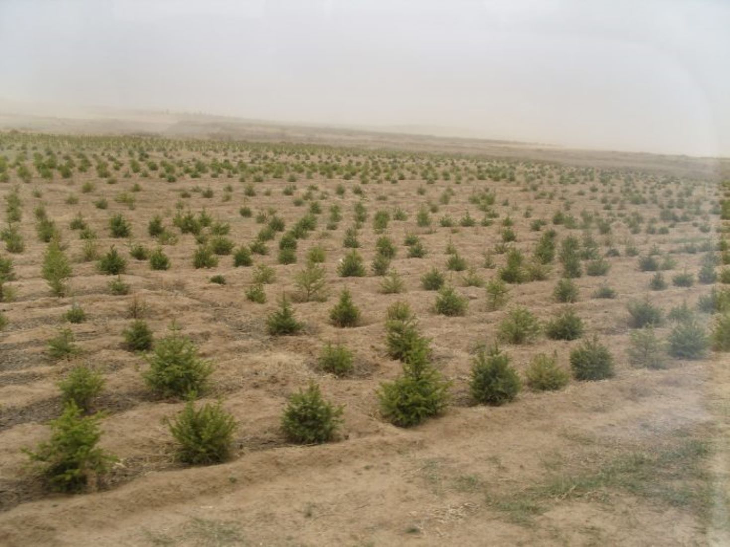 Mongolia Plants 41.5 Million Trees Since 2021 To Curb Desertification