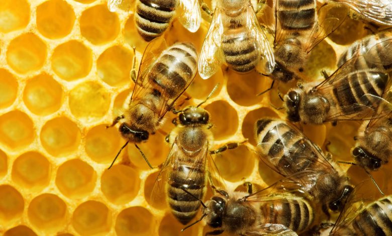 Tanzania: Dodoma to host World Bee Day