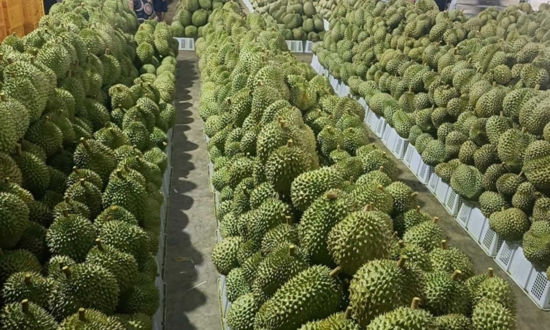 Philippines’ Durian, Avocado, Mango Exports Rose Last Year