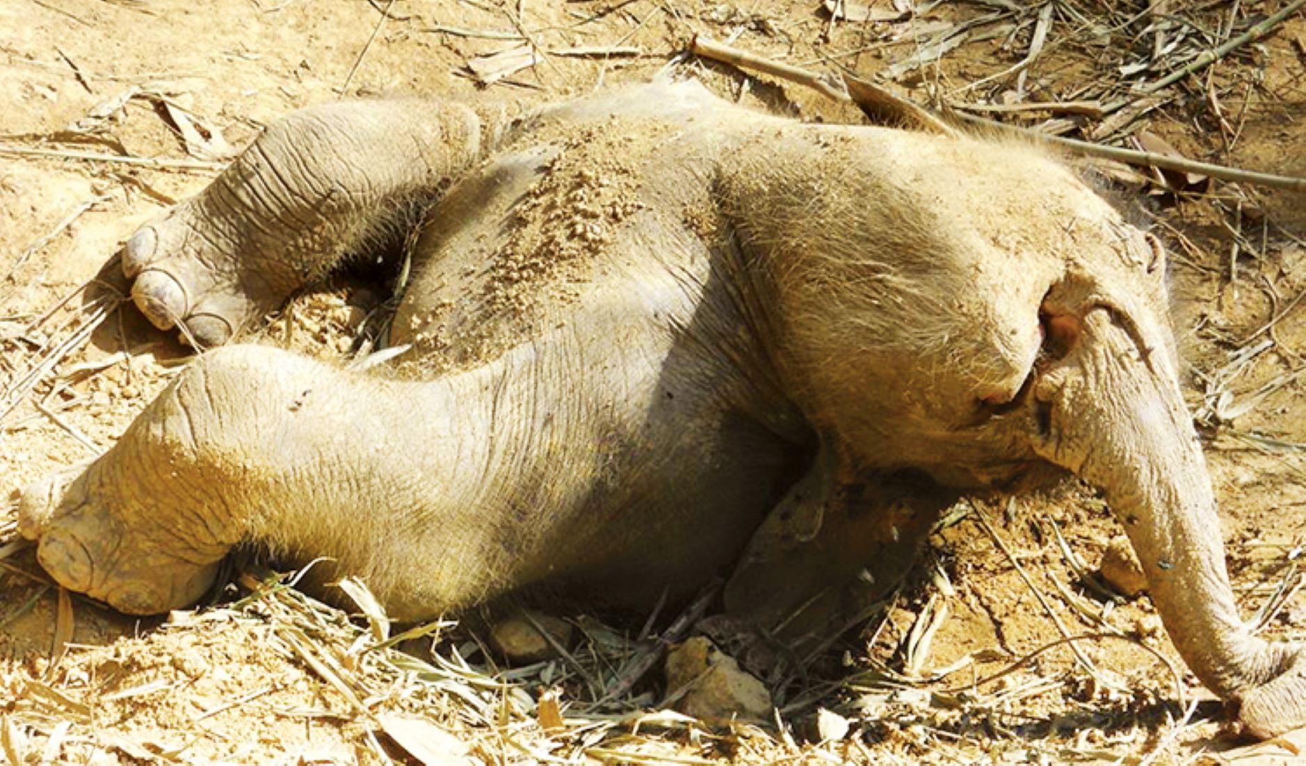 Rare Asian Elephant Found Dead In Cambodian Jungle, With Sharp Force Injury In Chest