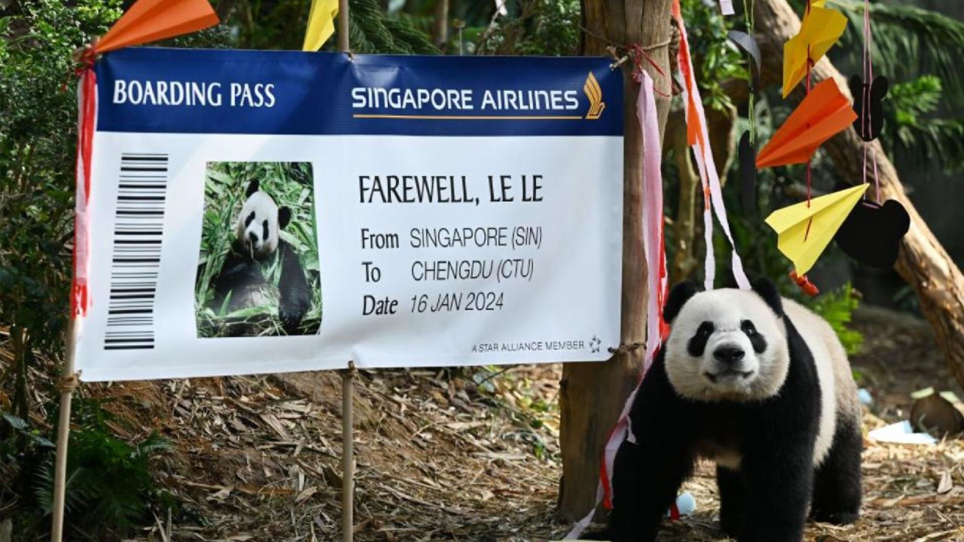 Singapore-Born Giant Panda Returned To China