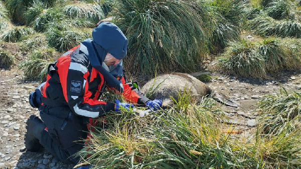 Unprecedented bird flu outbreak spreads to mammals in sub-Antarctic, UK says