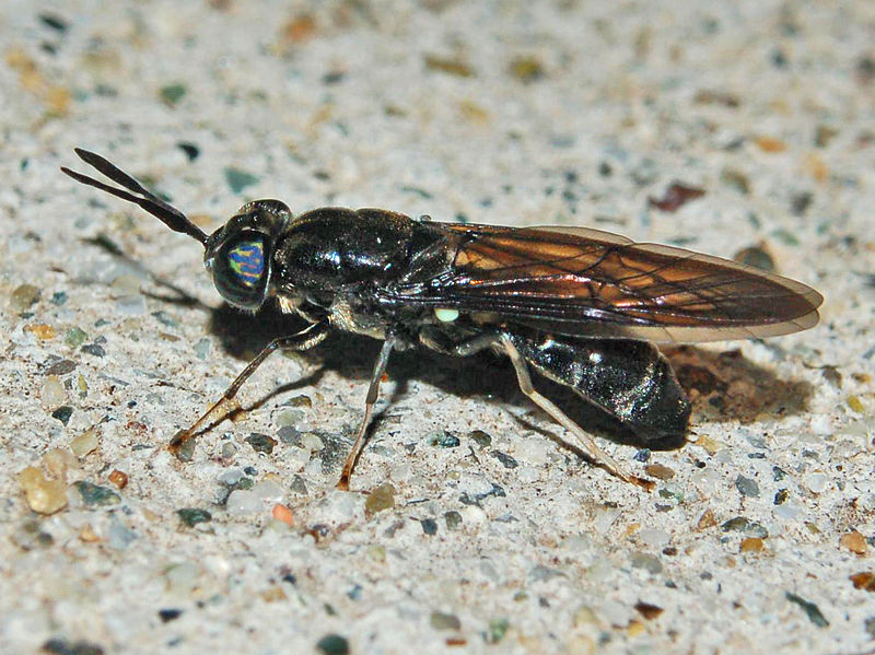 Cuban researchers test black soldier fly’s benefits