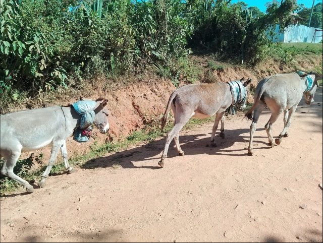 Kenya: Rise in donkey theft sparks urgent plea for action