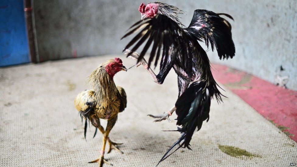 Mexico: Shooting at a cockfighting ring left 5 dead, dozens injured