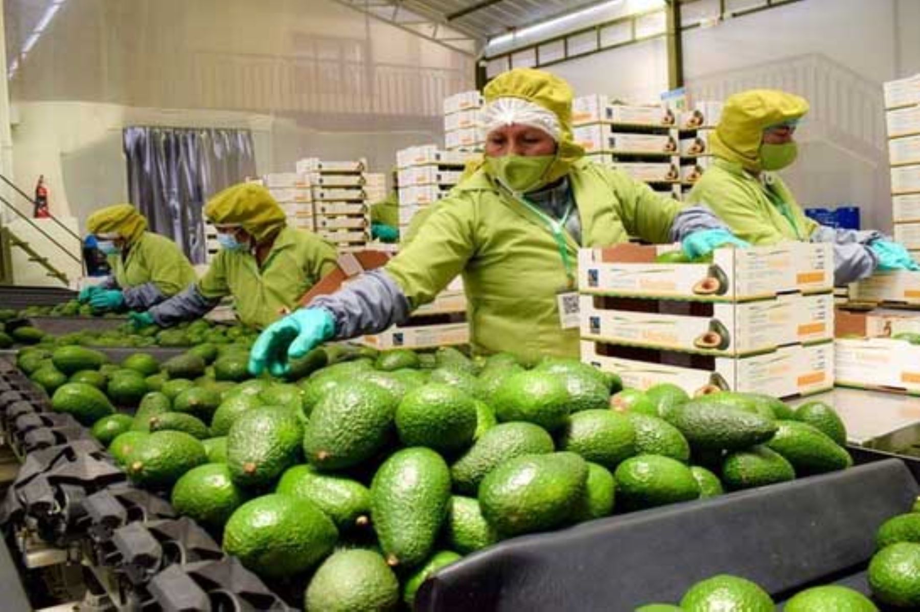 Agrarian Development Ministry: Malaysia opens doors to Peru’s Hass avocados