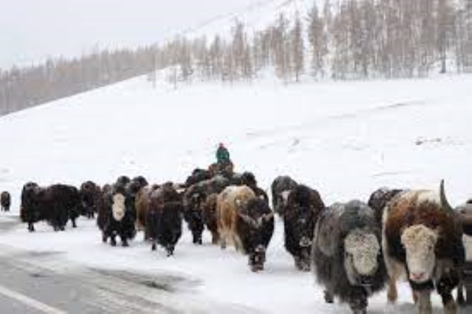 Mongolians Take Measures To Protect Wildlife From Harsh Winter