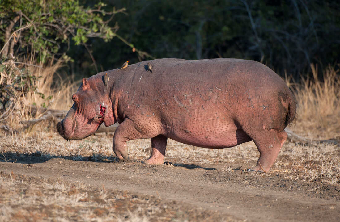 Anthrax outbreak hits Zimbabwe, Zambia – disease traced to Hippos