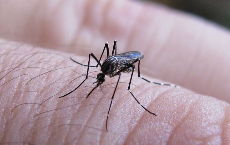 Dengue kills yet another patient in Argentina