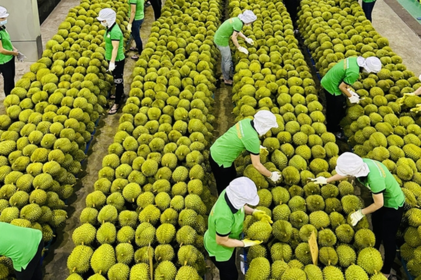 Vietnam’s Fruit, Vegetable Exports Surge To Record High In 2023