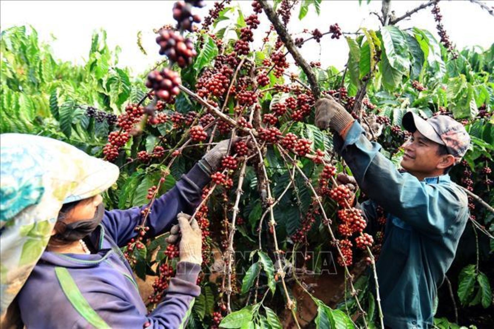 Vietnam’s Coffee Exports Reached 4.18 Billion USD In 2023