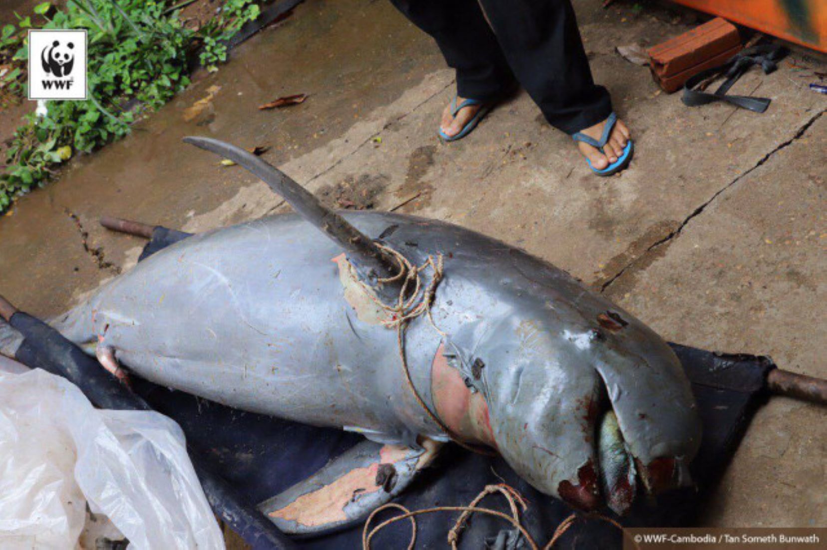 Rare Mekong River Dolphin Found Dead In Cambodia