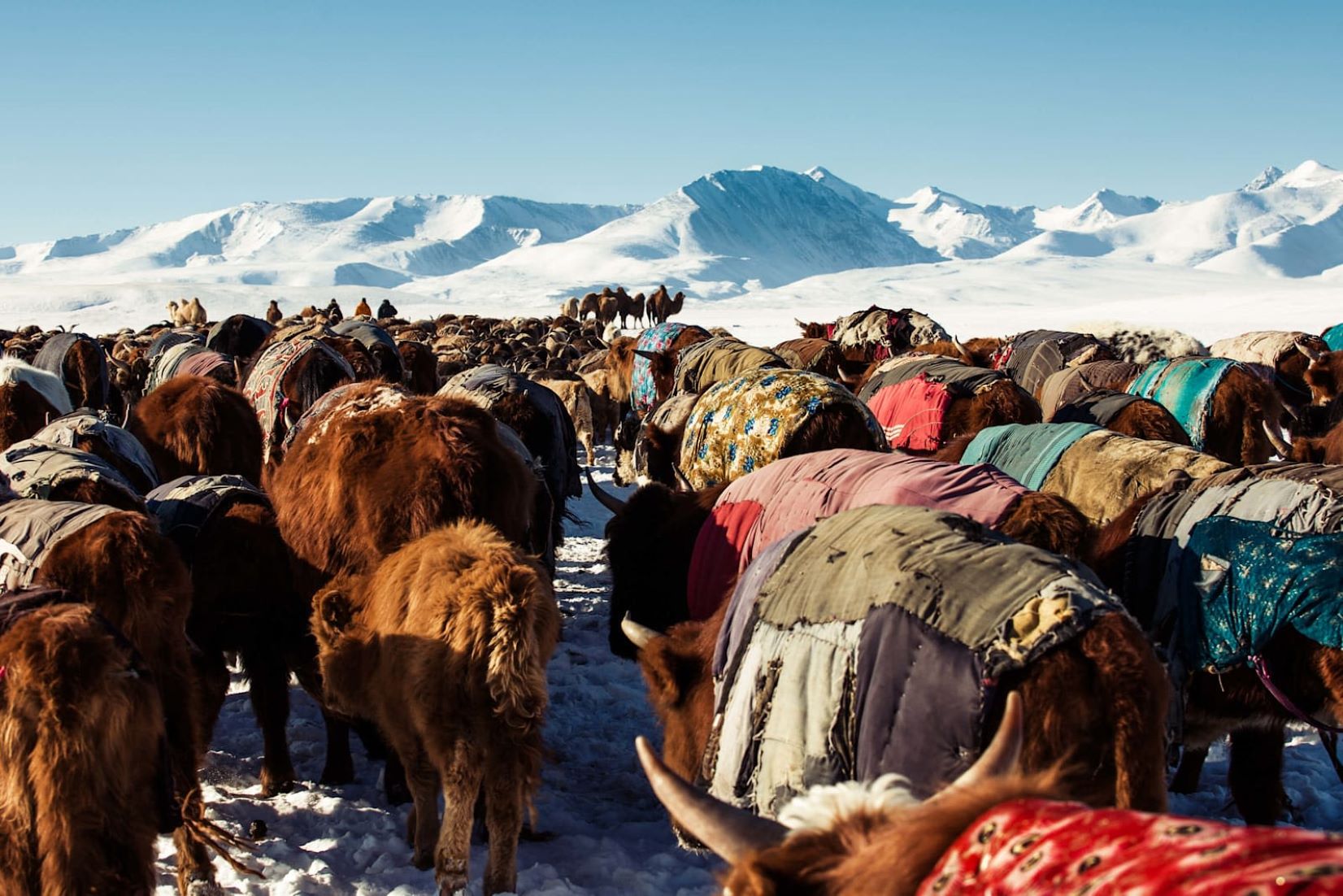 Harsh Winter Kills Over 1.5 Million Livestock In Mongolia