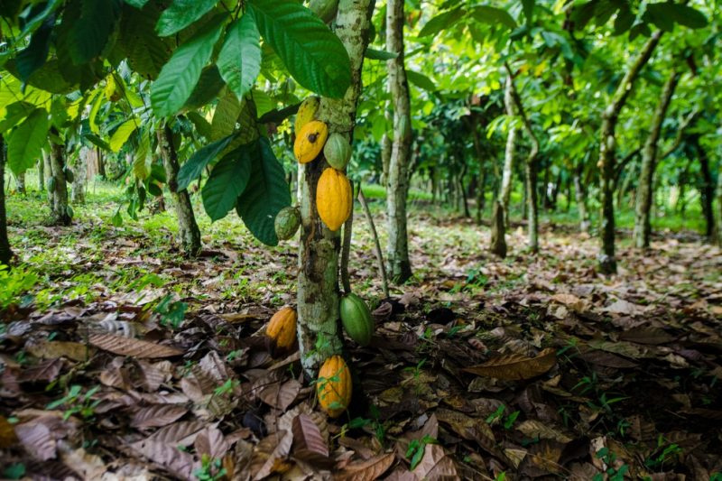 Ghana loses over 500,000 hectares of cocoa farms to swollen shoot viral disease