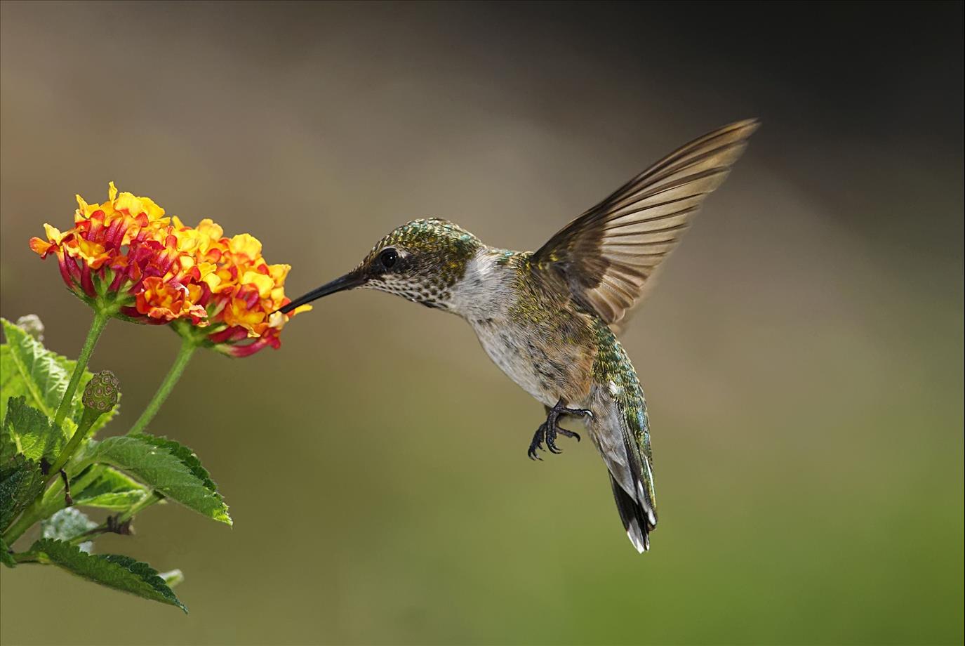 Hummingbird to be declared Costa Rica’s national symbol