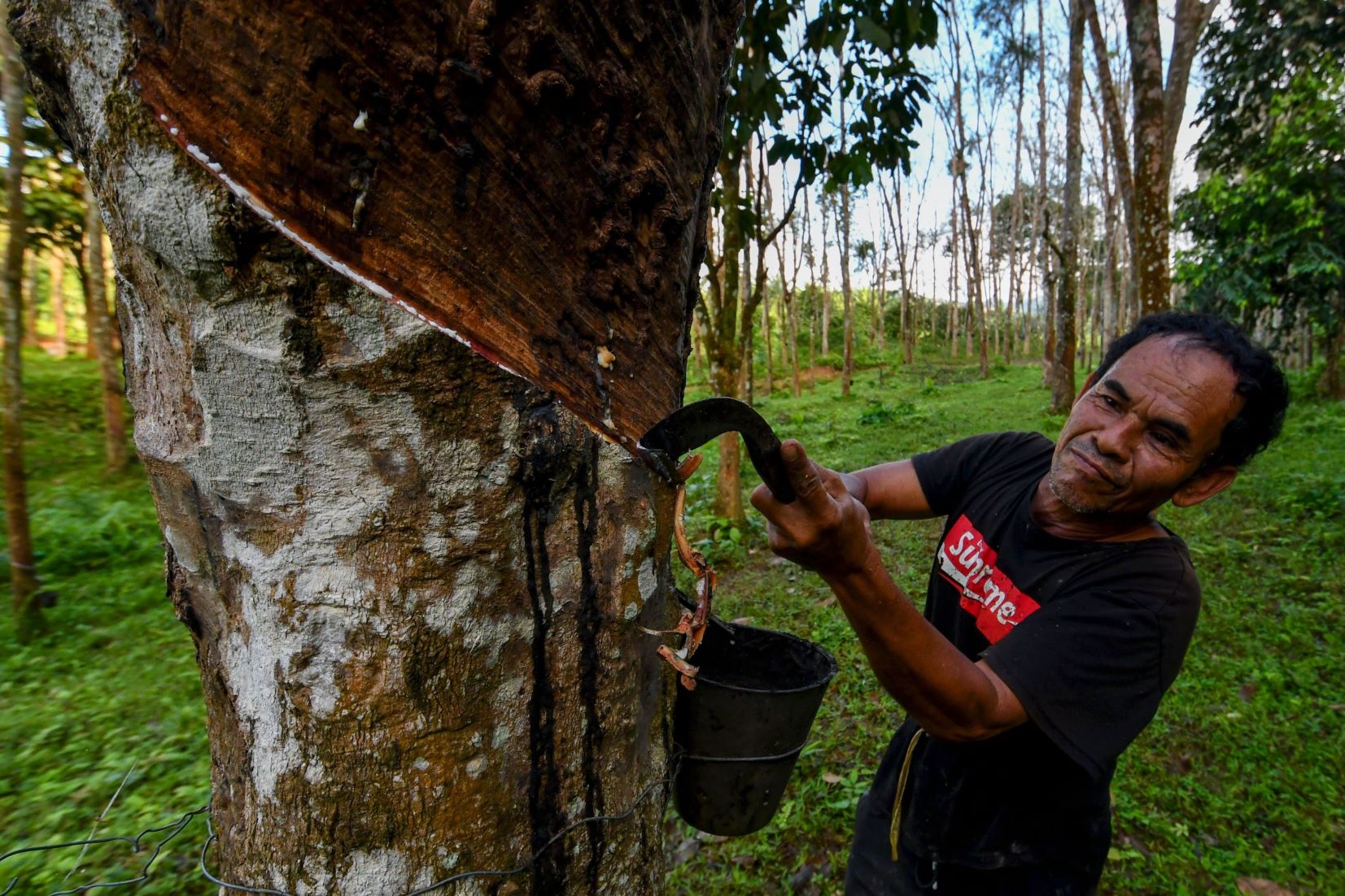 Malaysia’s Natural Rubber Production Fell 1.1 Percent In Dec 2023