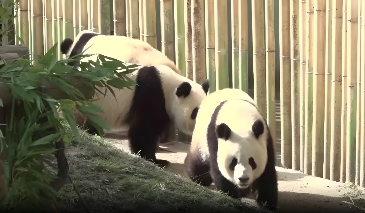 Spain says goodbye to panda family, awaits new pair from China