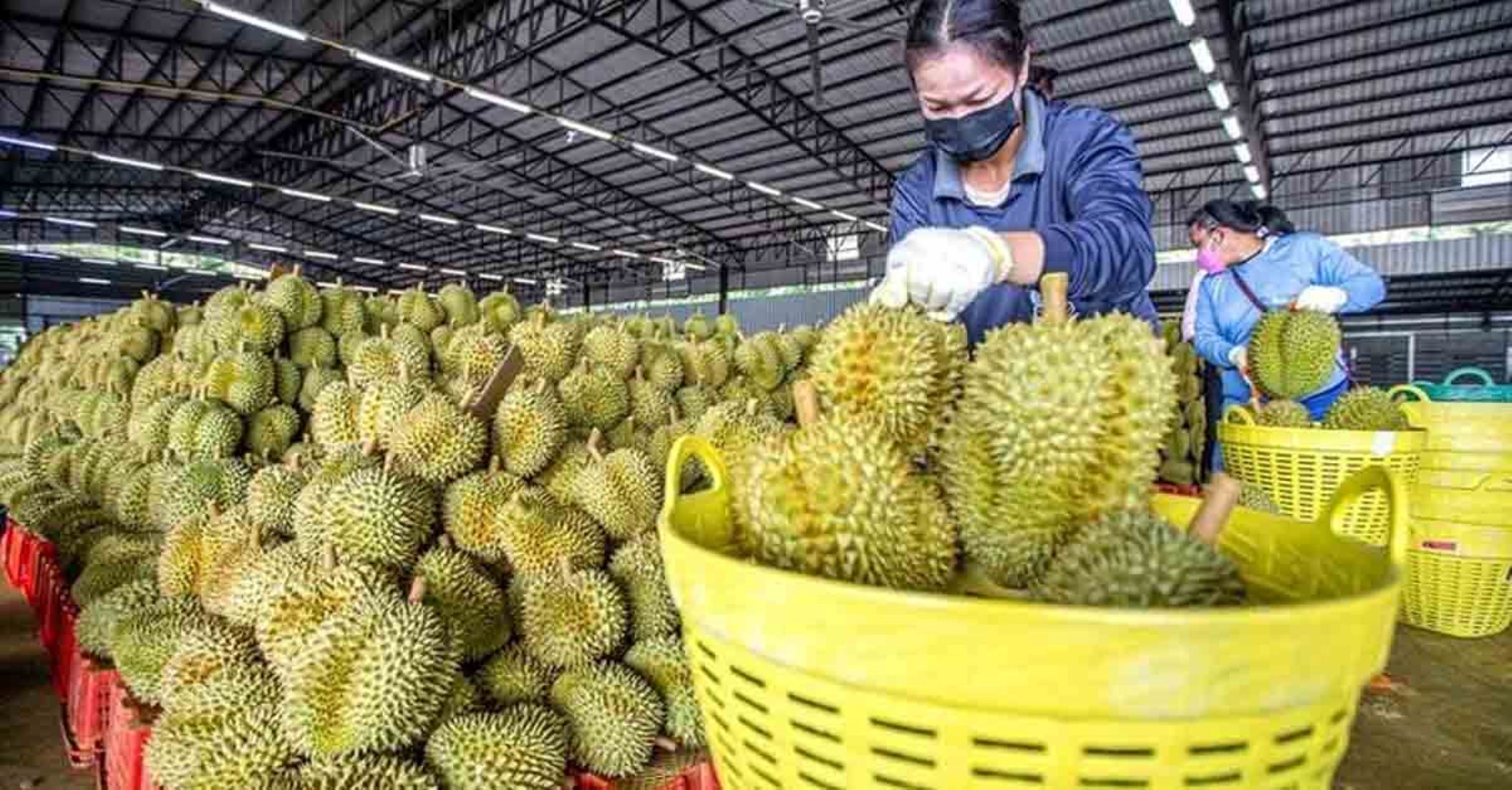 Thai Agricultural Exports To China Surged 6.1 Percent Last Year