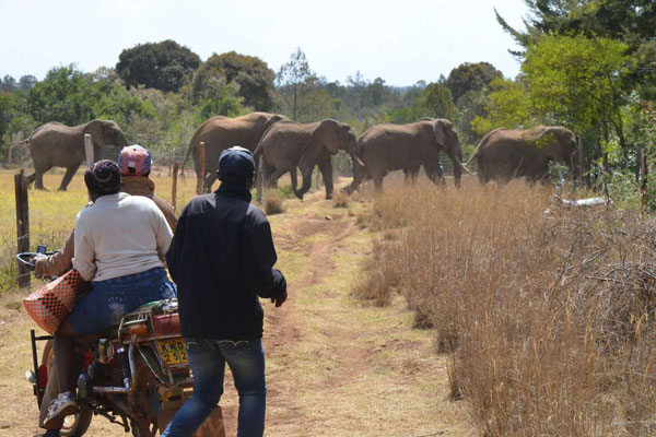 Why mitigation of human-wildlife conflict in Tanzania vital