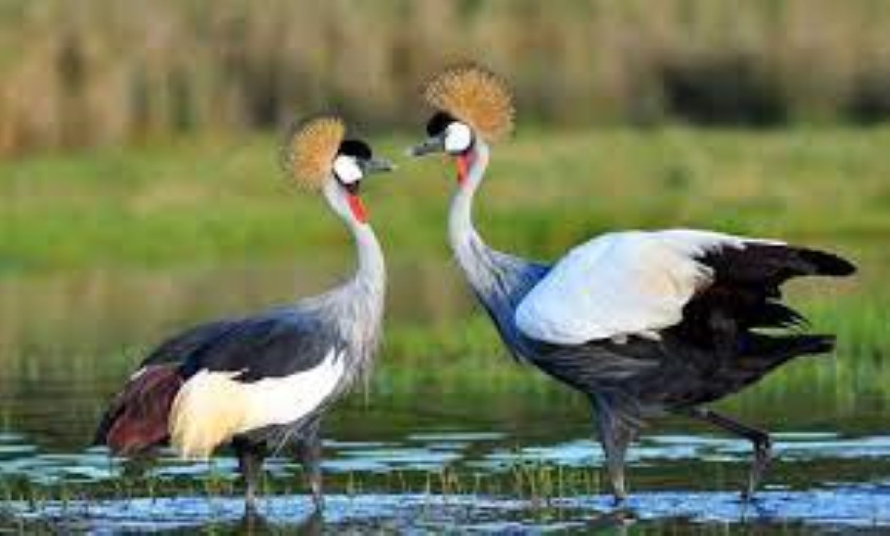 Tanzania’s NGO Calls For Efforts To Save Endangered Grey-Crowned Cranes