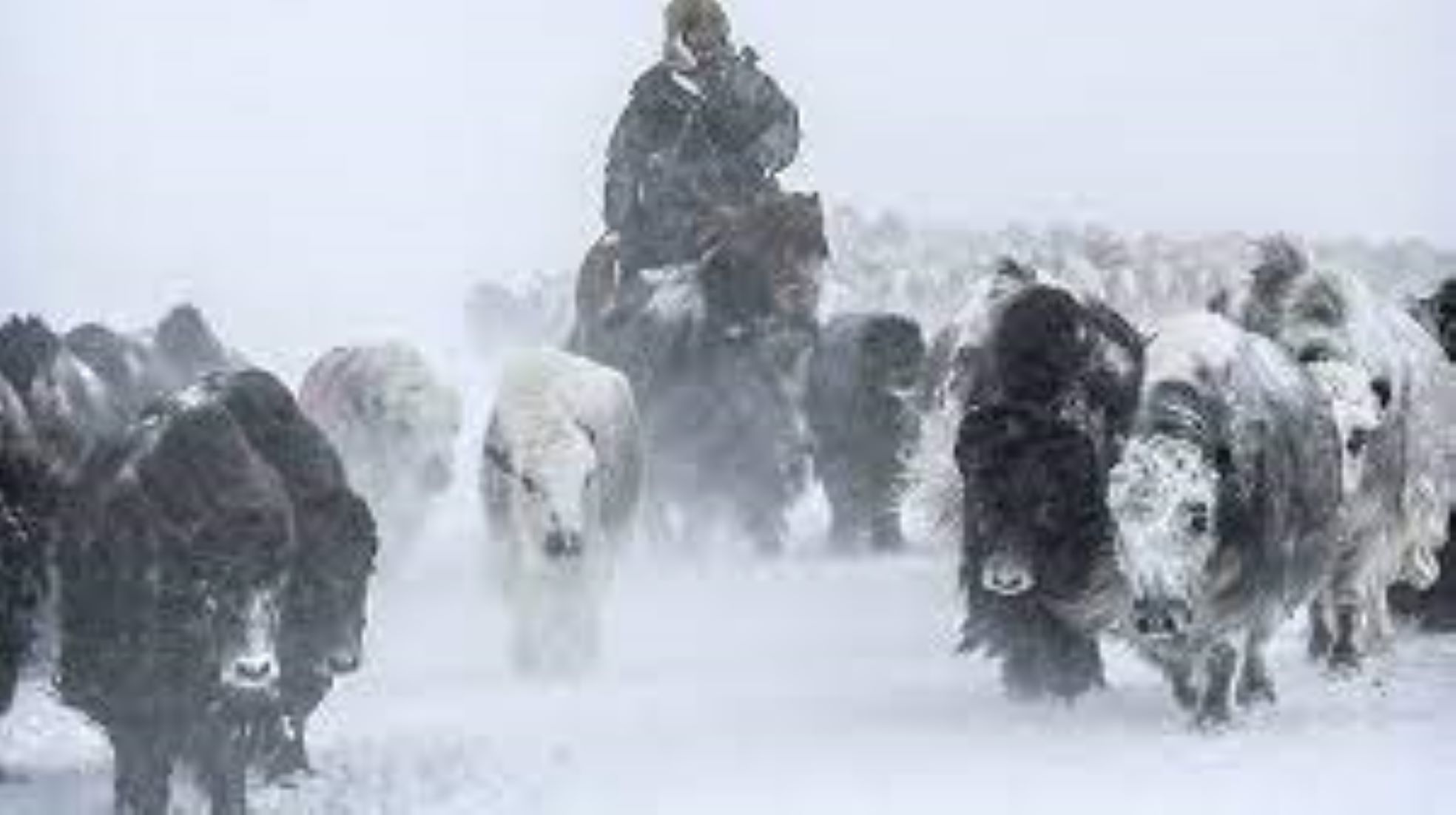 Mongolia Issues Warning Of Heavy Snow, Blizzards