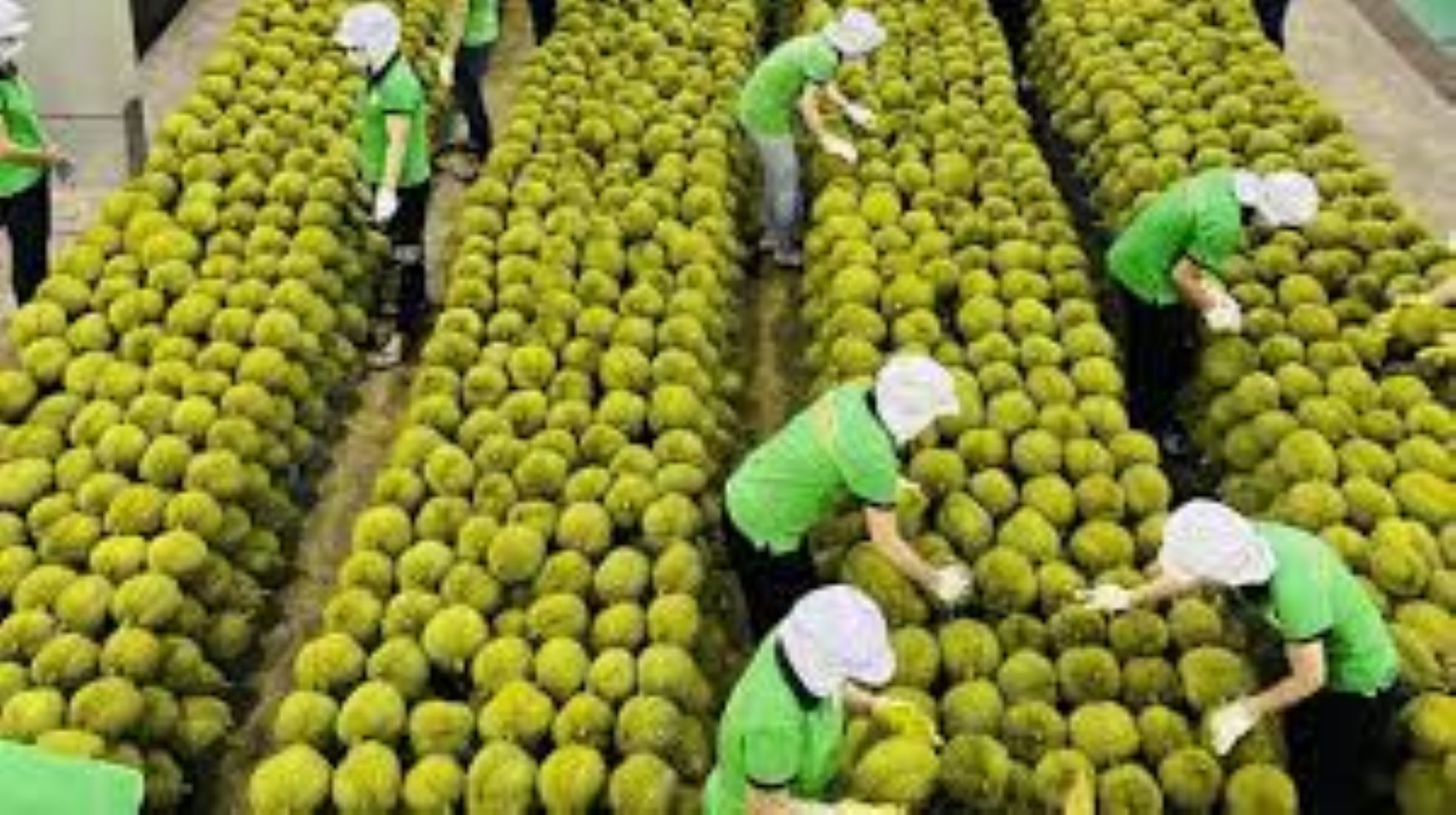 Vietnam’s Exports Of Fruit, Vegetable To Hit 6.5 Billion USD This Year