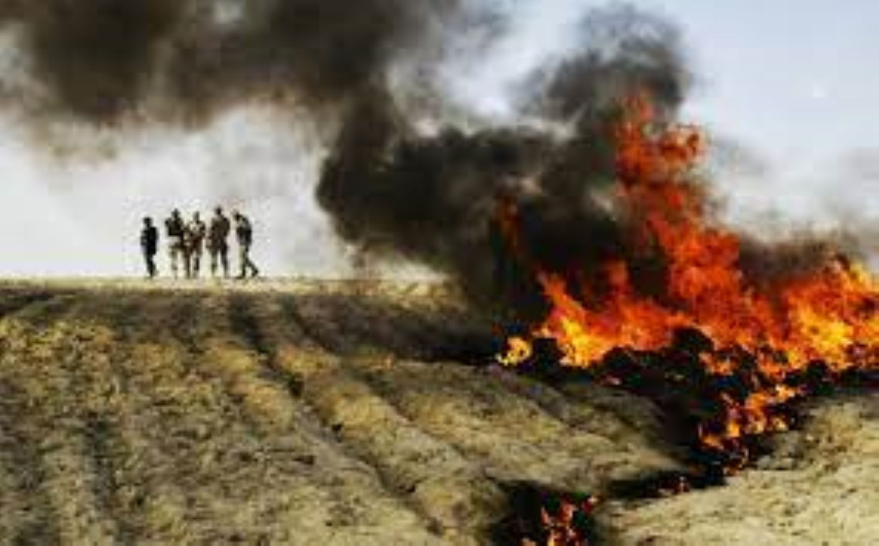 Police Destroyed 22 Acres Of Poppy Farms In East Afghanistan