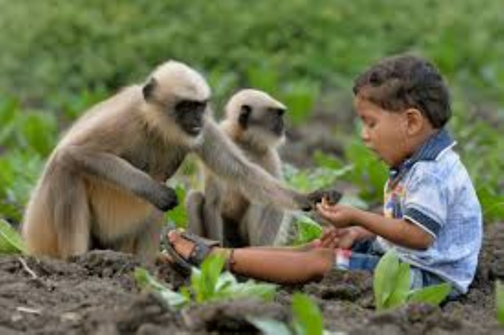 Two Persons Died Of Monkeypox Fever In South India