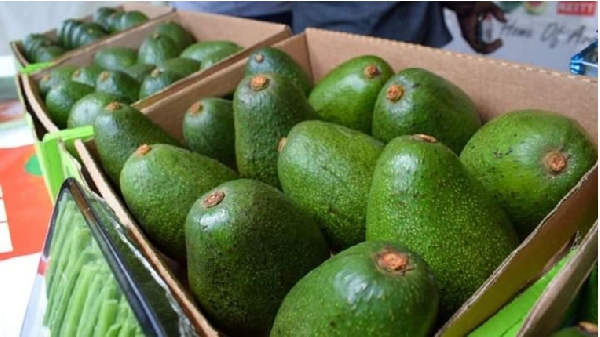 Relief for farmers as Kenya resumes avocado exports; avocado export a significant foreign exchange earner for Kenya