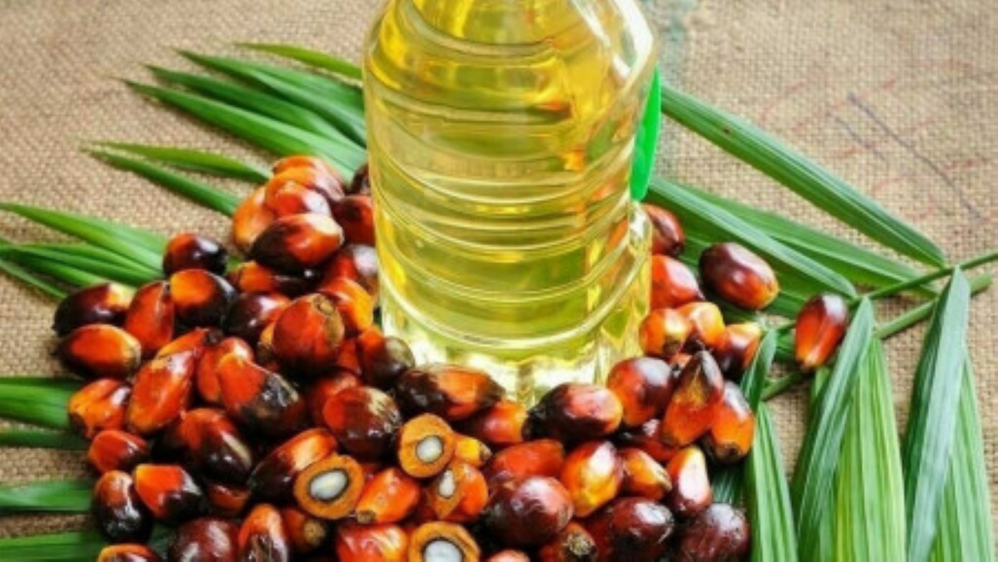 Malaysia Maintains March Crude Palm Oil Exports Duty At Eight Percent