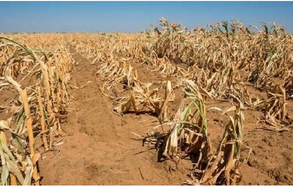 Zambia declares national emergency over drought
