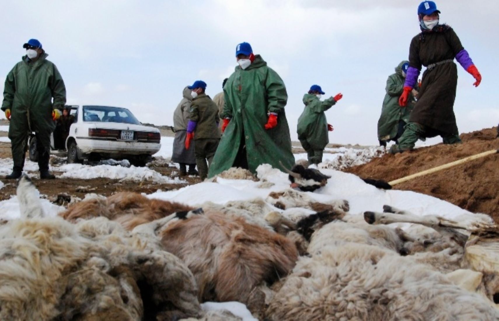 Harsh Winter Kills Over 3.9 Million Head Of Livestock In Mongolia