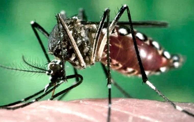 Brazilian State bordering Paraguay and Argentine under dengue emergency