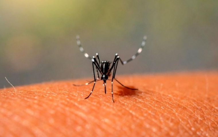 PAHO: Historic dengue outbreak to hit mainly Brazil, Argentina and Paraguay