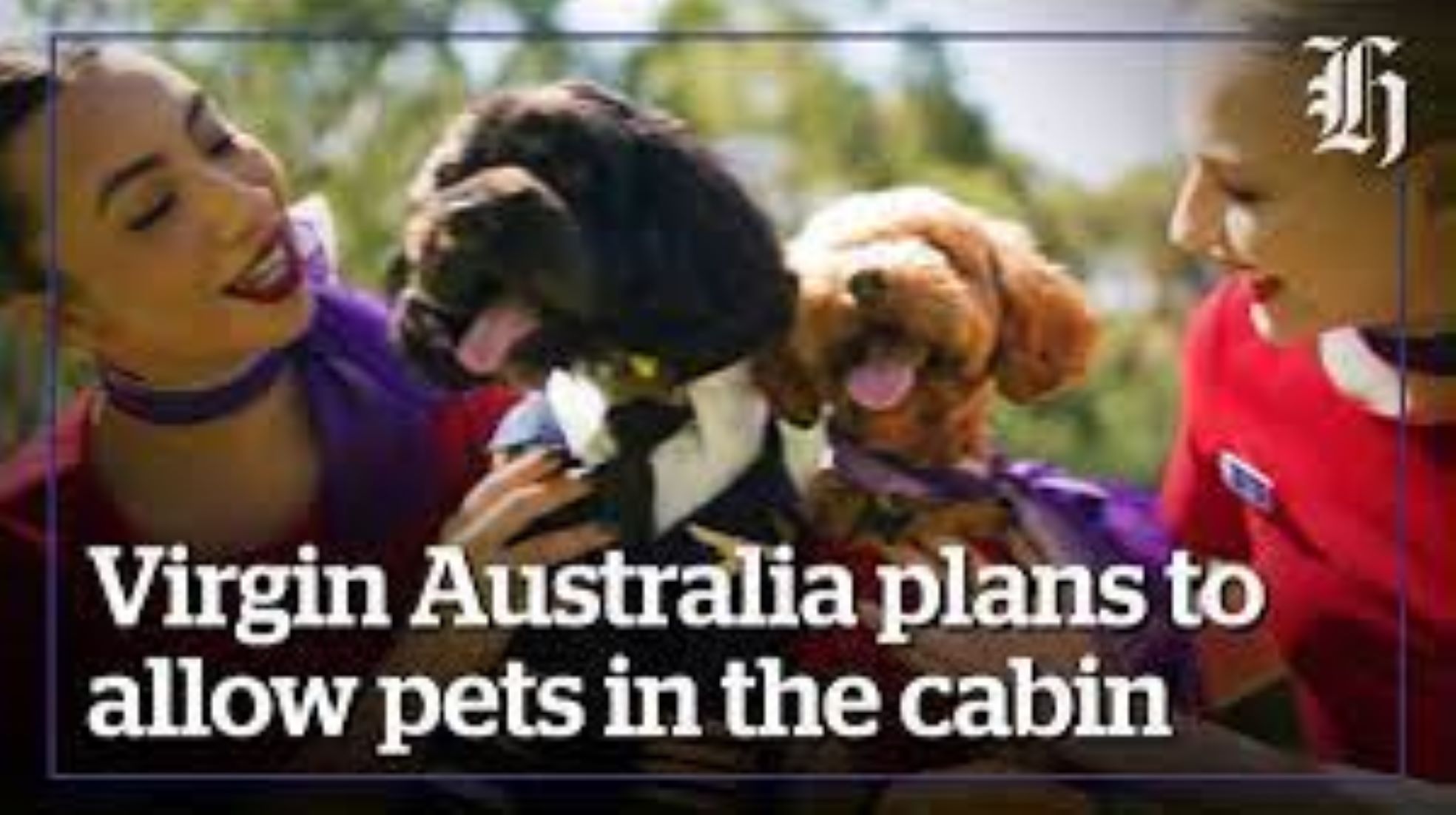 Virgin Australia Set To Deliver Country’s First Pets-In-Cabin Flights